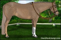 Horse Color:Chocolate Palomino 