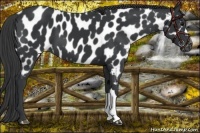 Horse Color:Black Near Leopard 