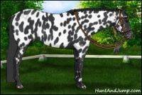 Horse Color:Black Near Leopard 