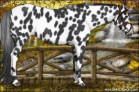 Horse Color:Black Appaloosa