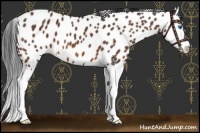 Horse Color:Bay Roan Splash Leopard 