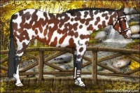 Horse Color:Brown Sabino Appaloosa 