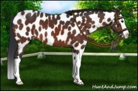Horse Color:Brown Sabino Splash Near Leopard 