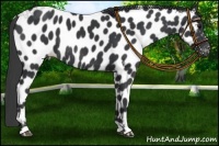 Horse Color:Black Near Leopard Rabicano 