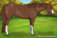 Horse Color:Chestnut 
