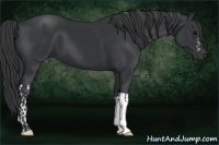 Horse Color:Black and Black