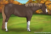 Horse Color:Liver Chestnut 