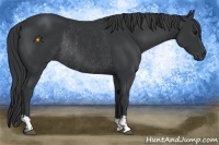 Horse Color:Black  and Black Rabicano 