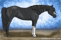 Horse Color:Black  and Black 