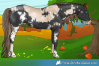 Horse Color:White Spotted Chocolate Palomino Pearl  and White Spotted Liver Chestnut 