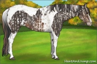 Horse Color:White Spotted Bay Roan Dun Appaloosa  and Brown Sabino Tobiano Rabicano 