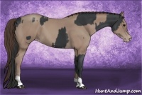 Horse Color:Black  and Classic Champagne 