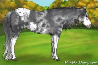 Horse Color:White Spotted Blue Roan Splash Frame Appaloosa