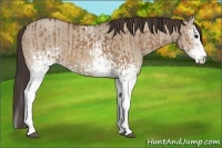 Horse Color:White Spotted Brown Dun Sabino  and White Spotted Classic Champagne Dun Sabino 