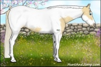 Horse Color:Palomino Tobiano Frame