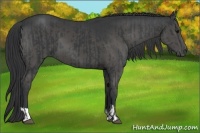 Horse Color:Black  and Black 