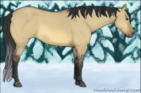 Horse Color:Buckskin Dun 