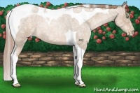 Horse Color:Smoky Blue Ice Roan Pearl Tobiano 
