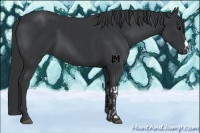 Horse Color:Black and Black