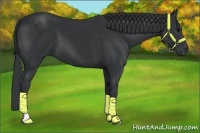 Horse Color:Black  and Black 