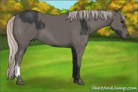 Horse Color:Black  and Silver Black 