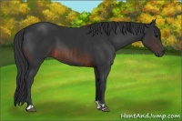 Horse Color:Black  and Brown 
