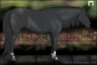 Horse Color:Black  and Black 
