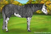 Horse Color:Blue Roan  and Blue Roan Splash 