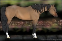 Horse Color:Bay Dun
