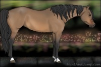 Horse Color:Brown Dun 