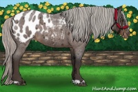 Horse Color:Silver Brown Roan Appaloosa 
