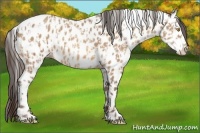 Horse Color:Amber Champagne Appaloosa  and Amber Champagne Appaloosa 