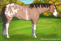 Horse Color:White Spotted Brown Roan Splash Appaloosa