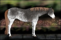 Horse Color:White Spotted Liver Chestnut 
