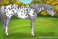 Horse Color:White Spotted Blue Roan Splash Frame Appaloosa