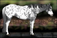 Horse Color:White Spotted Blue Roan Splash Frame Appaloosa 