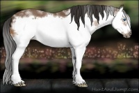 Horse Color:Bay Splash Frame 