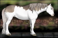 Horse Color:Silver Blue Onyx Splash