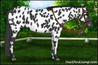 Horse Color:Black Near Leopard