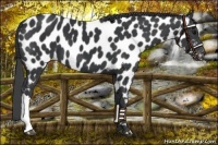 Horse Color:Black Near Leopard 