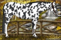 Horse Color:Black Appaloosa