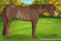 Horse Color:Chestnut Rabicano 