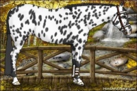 Horse Color:Black Appaloosa