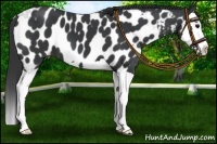 Horse Color:Black Splash Near Leopard 