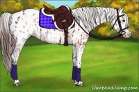 Horse Color:Brown Appaloosa  and Brown Appaloosa 