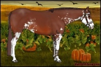Horse Color:Chocolate Brown Sabino 