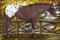 Horse Color:Chocolate Black Appaloosa 