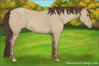 Horse Color:Classic Champagne Dun