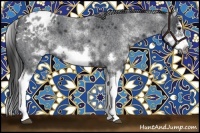 Horse Color:White Spotted Blue Roan Splash Frame Appaloosa 