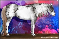 Horse Color:White Spotted Liver Chestnut 